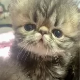 エキゾチックロングヘア【京都府・女の子・2025年8月11日・ブラウンクラッシックタビー】の写真9