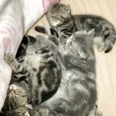 エキゾチックショートヘア【京都府・男の子・2025年7月14日・ブラウンクラッシックタビー】の写真3「母猫の顔近くにいるのが、この子です。今日で2ヶ月になりました。」