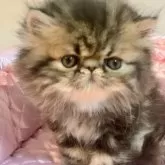 エキゾチックロングヘア【京都府・女の子・2025年8月11日・ブラウンクラッシックタビー】の写真3