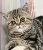 エキゾチックショートヘア【京都府・女の子・2025年6月11日・ブラウンクラッシックタビー】の写真6「最新写真📷」