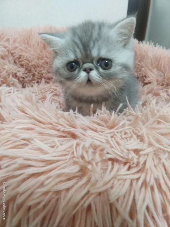 ID：2101-00656の子猫