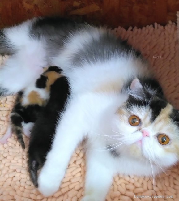 エキゾチックショートヘア【・女の子・2024年6月6日・キャリコ】