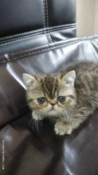 ID：2001-00970の子猫