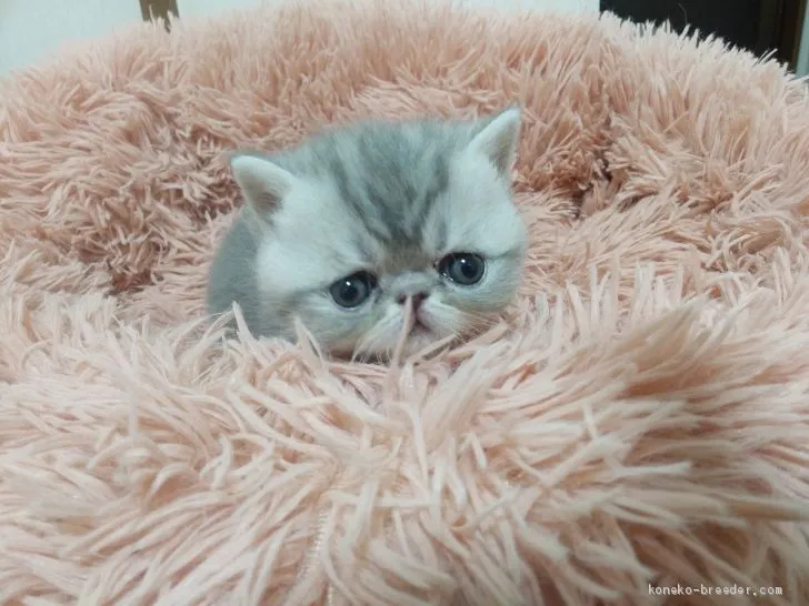 ID:2101-01329の子猫