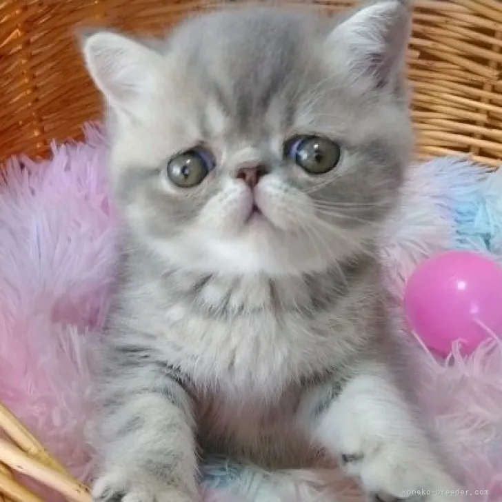 ID:2311-02300の子猫