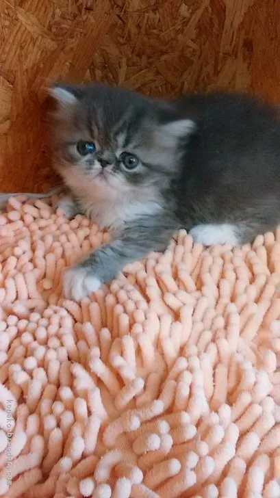 ID:1805-00995の子猫