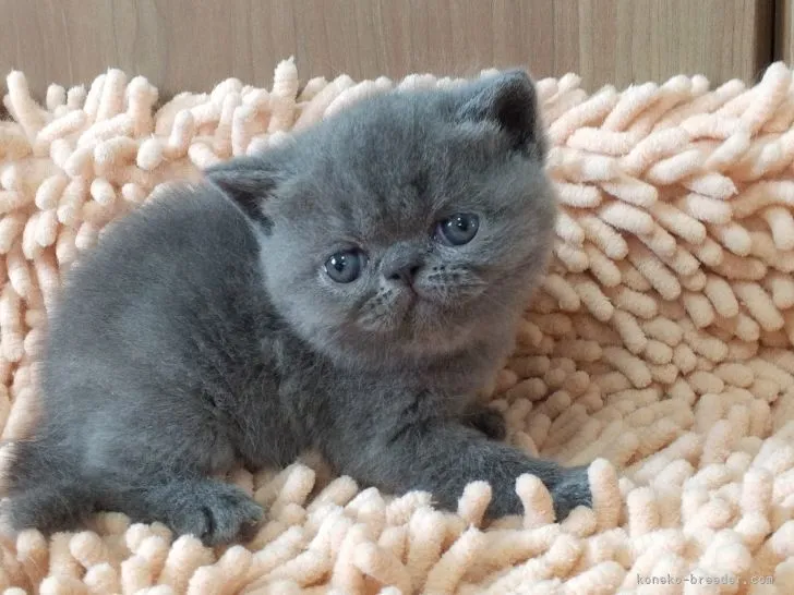 ID:2104-00716の子猫