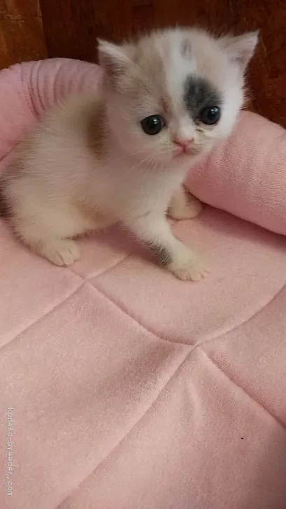 ID：1708-00465の子猫