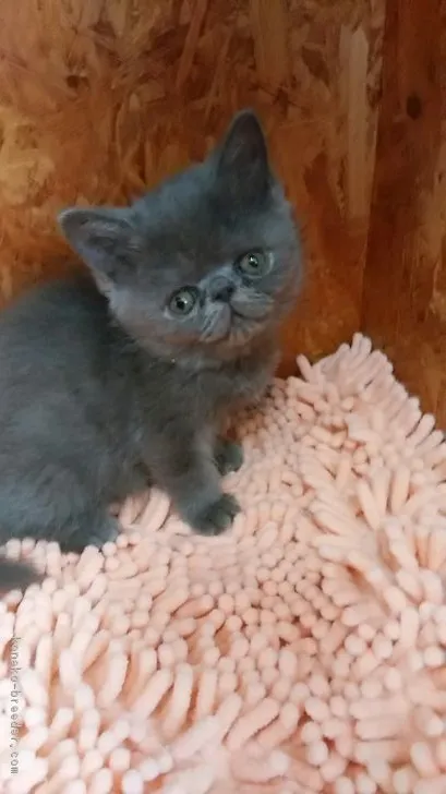 ID：1804-01615の子猫