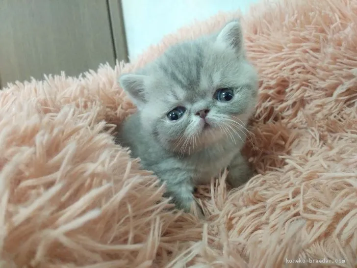 ID:2101-01331の子猫