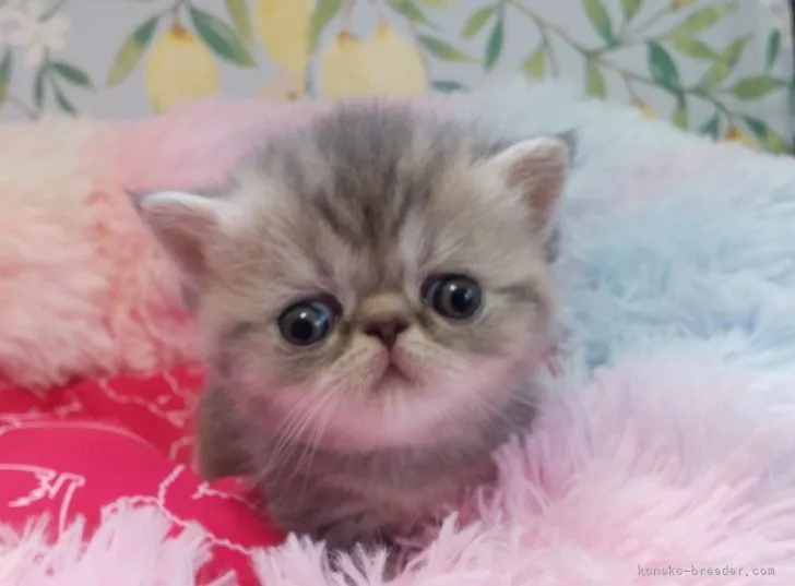 ID:2204-00656の子猫
