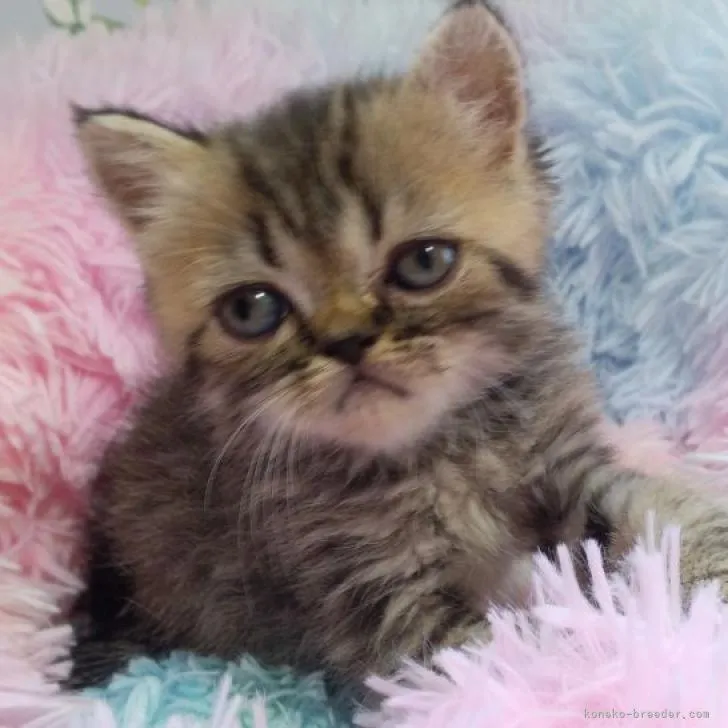 ID:2209-00955の子猫