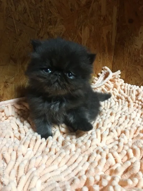 ID：1811-00236の子猫