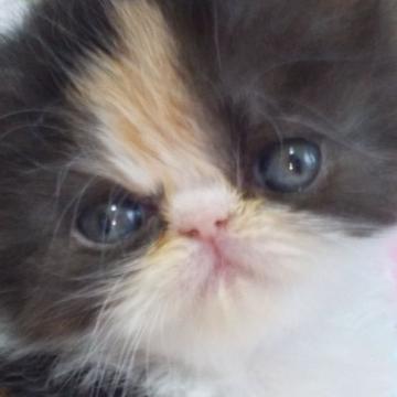 エキゾチックショートヘア【愛知県・女の子・2022年10月15日・キャリコ（ロング）】の写真「ふわふわちびっ子三毛ちゃん❤」