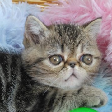 エキゾチックショートヘア【愛知県・女の子・2023年12月1日・ブラウンタビー】の写真「とっても可愛い女の子❤」