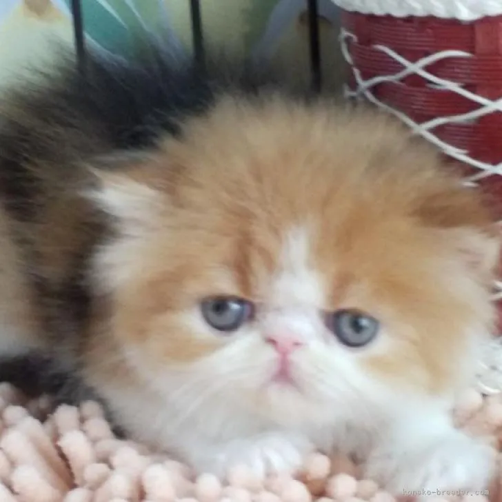 ID：2208-02619の子猫