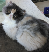 エキゾチックショートヘア【・女の子・2022年10月15日・キャリコ】「あゆこ生後半年？」