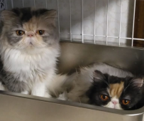 エキゾチックショートヘア【・女の子・2022年10月15日・キャリコ】「あゆこの母親ありすと」