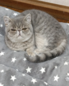 エキゾチックショートヘア【・女の子・2022年10月16日・ブルーマッカレルタビー】