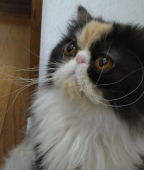 エキゾチックショートヘア【・女の子・2022年10月15日・キャリコ】「ぺちゃんこ」