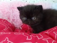 エキゾチックショートヘア【愛知県・男の子・2022年3月19日・ブラック】の写真4