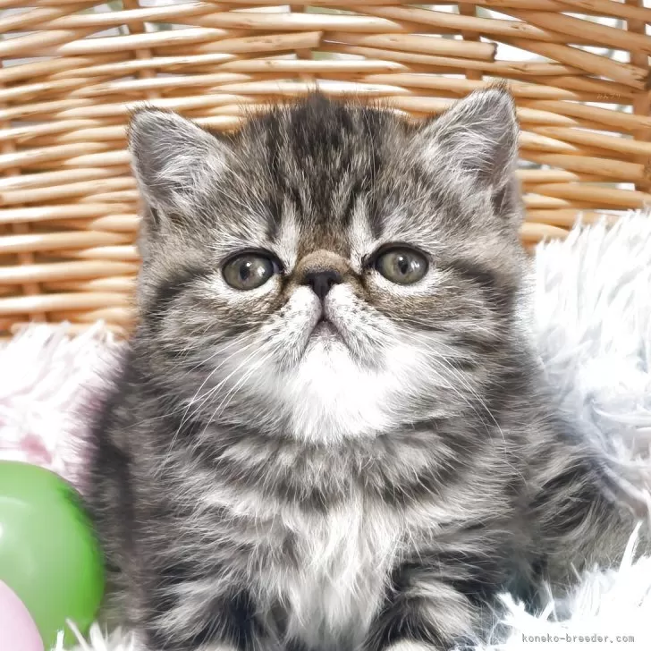 ID：2602-00683の子猫