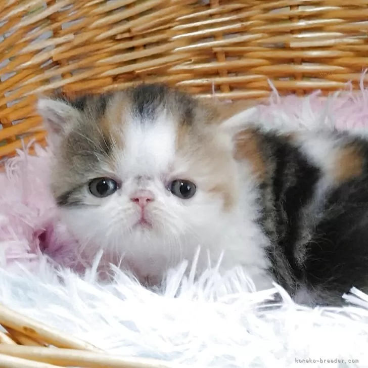 ID:2507-00817の子猫
