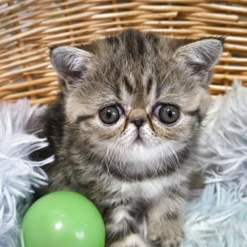 エキゾチックショートヘア【愛知県・女の子・2025年12月29日・ブラウンタビー（ショート）】の写真「とっても可愛い女の子❤️」