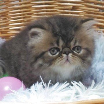 エキゾチックショートヘア【愛知県・男の子・2025年10月18日・ブラウンマッカレルタビー（ロング）】の写真「ふわふわ可愛い男の子💕」