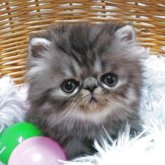 エキゾチックショートヘア