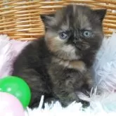 エキゾチックショートヘア