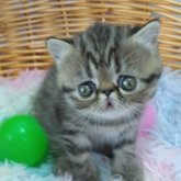 エキゾチックショートヘア