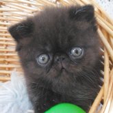 エキゾチックショートヘア