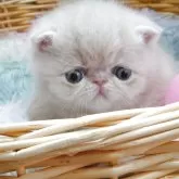 エキゾチックショートヘア