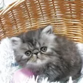 エキゾチックショートヘア