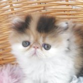 エキゾチックショートヘア