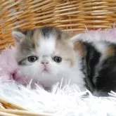 エキゾチックショートヘア