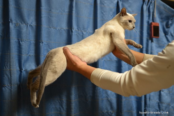 ロシアンブルーブルーポイントの秘密 藤橋有香ブリーダー みんなの子猫ブリーダー