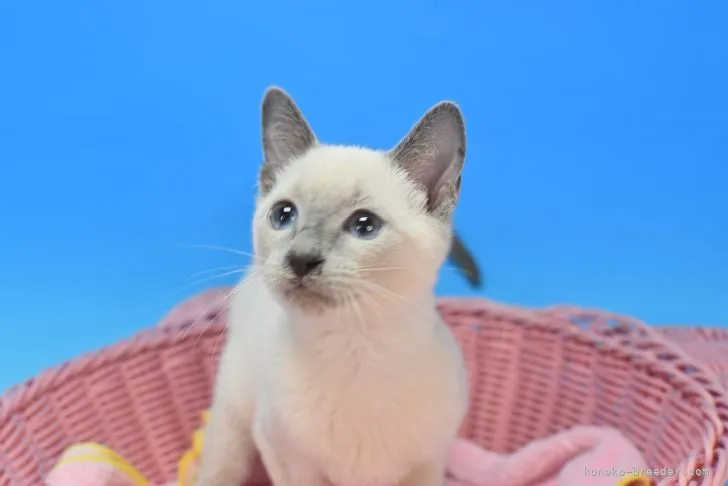 ID:2205-02855の子猫