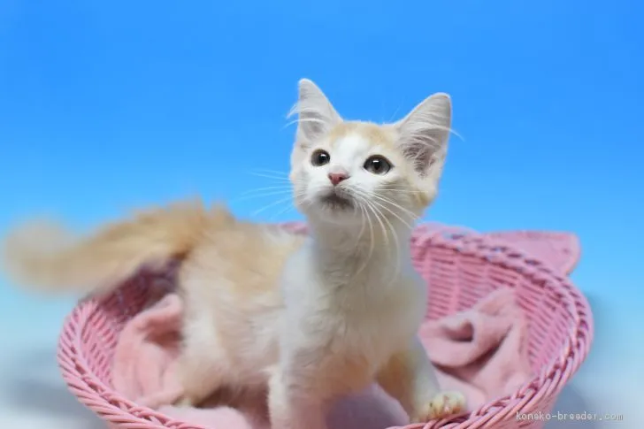 ID:2010-00054の子猫