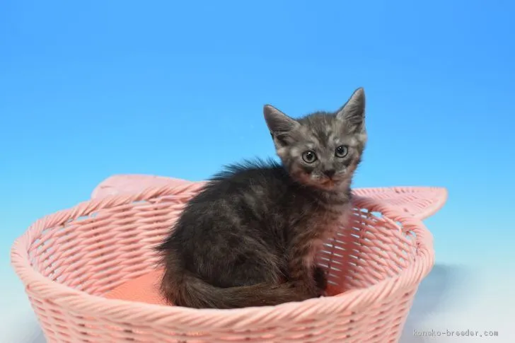 ID:1912-00118の子猫