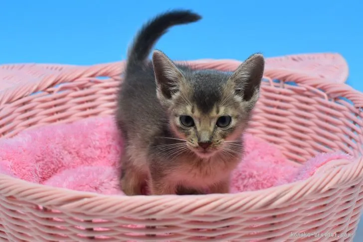 ID：1910-00908の子猫