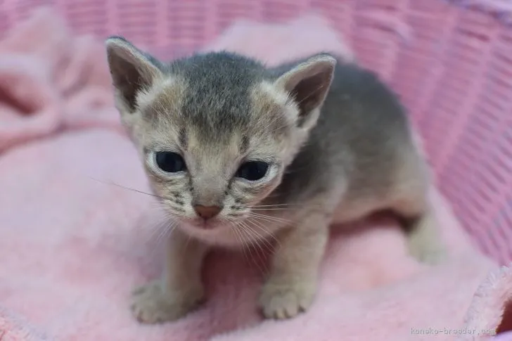 ID:2005-01162の子猫