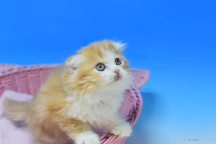 N.I 様のお迎えした子猫