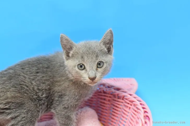 ID：2104-02447の子猫