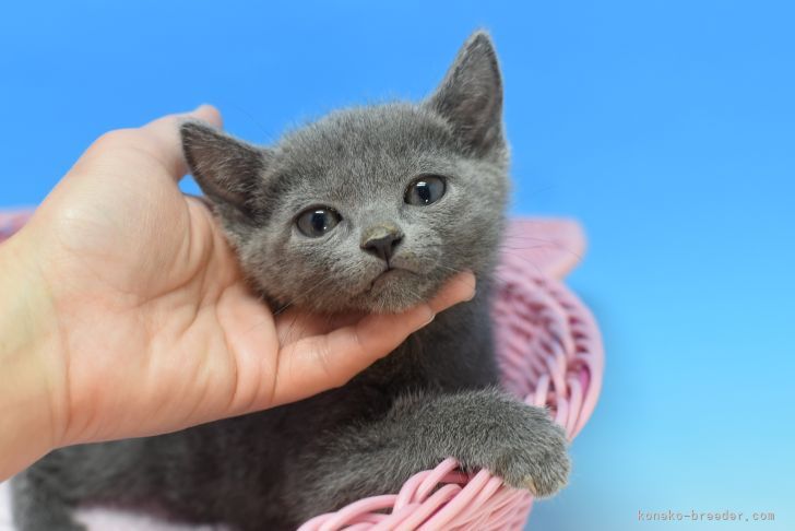 が大特価 ハッピーキャットパーカー猫グレー猫ブリティッシュショートヘアロシアンブルーメンズレディース裏起毛 コットンスウェット トレーナー Vendamaismoveis Com Br が大特価 ハッピーキャットパーカー猫グレー猫ブリティッシュショートヘアロシアンブルーメンズレディース裏起毛 コットンスウェット トレーナー Vendamaismoveis Com Br