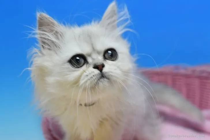 ID：2112-01944の子猫