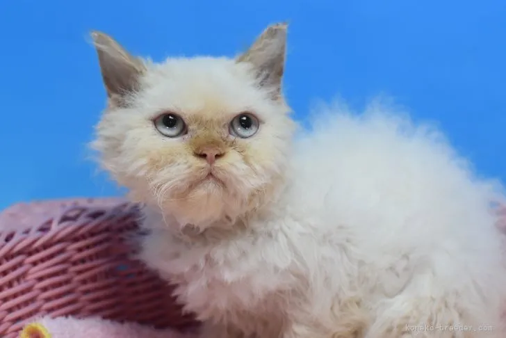 ID:2110-00636の子猫