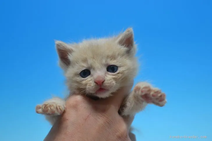 にのん 様のお迎えした子猫