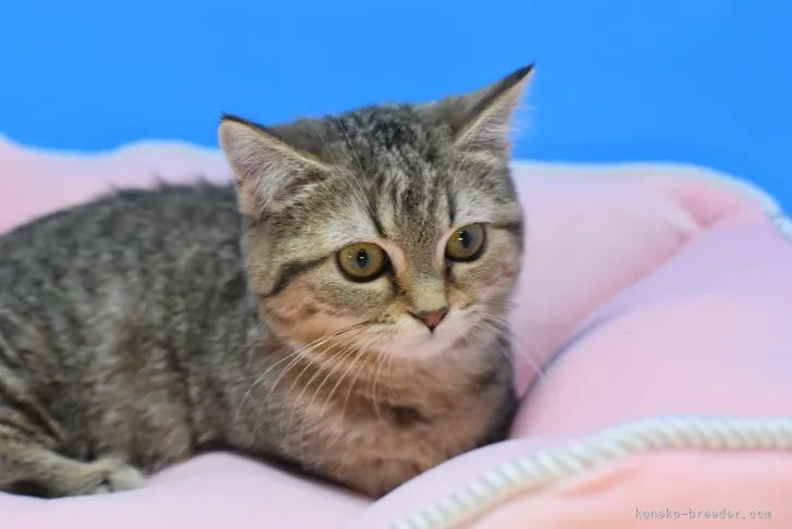 H.S 様のお迎えした子猫